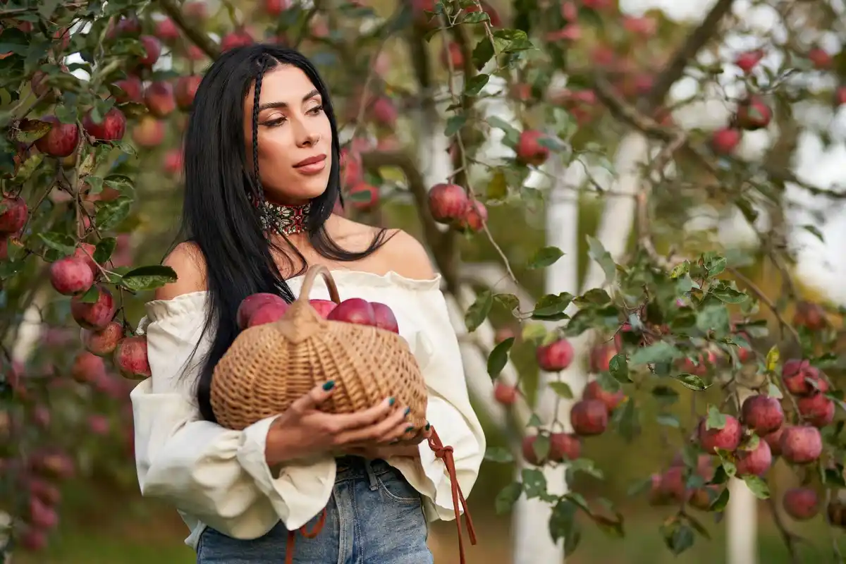 Dutch apple orchard ripe apples