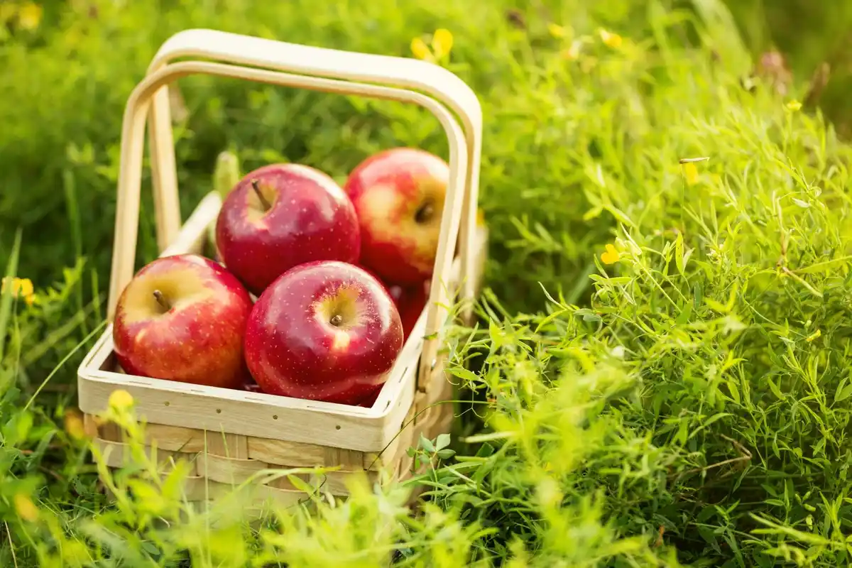 Fresh apples in Dutch garden after rain
