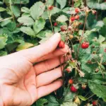fresh raspberry garden harvest backyard organic