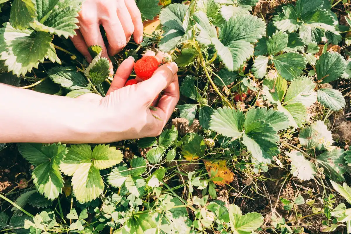 raspberry bush garden harvest