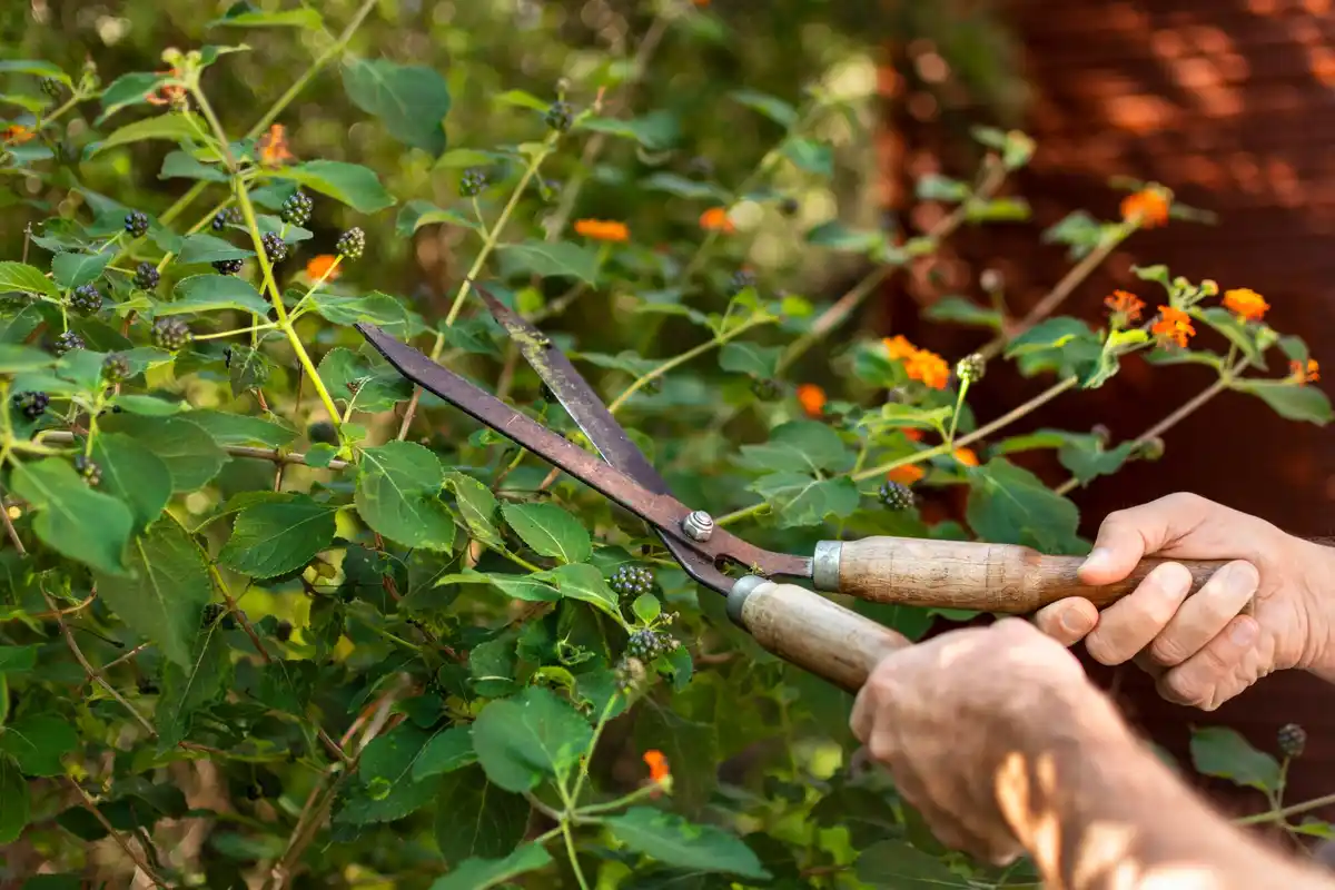 home raspberry garden care pruning
