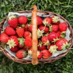 Dutch strawberry farm ripe berries fresh harvest sunny garden