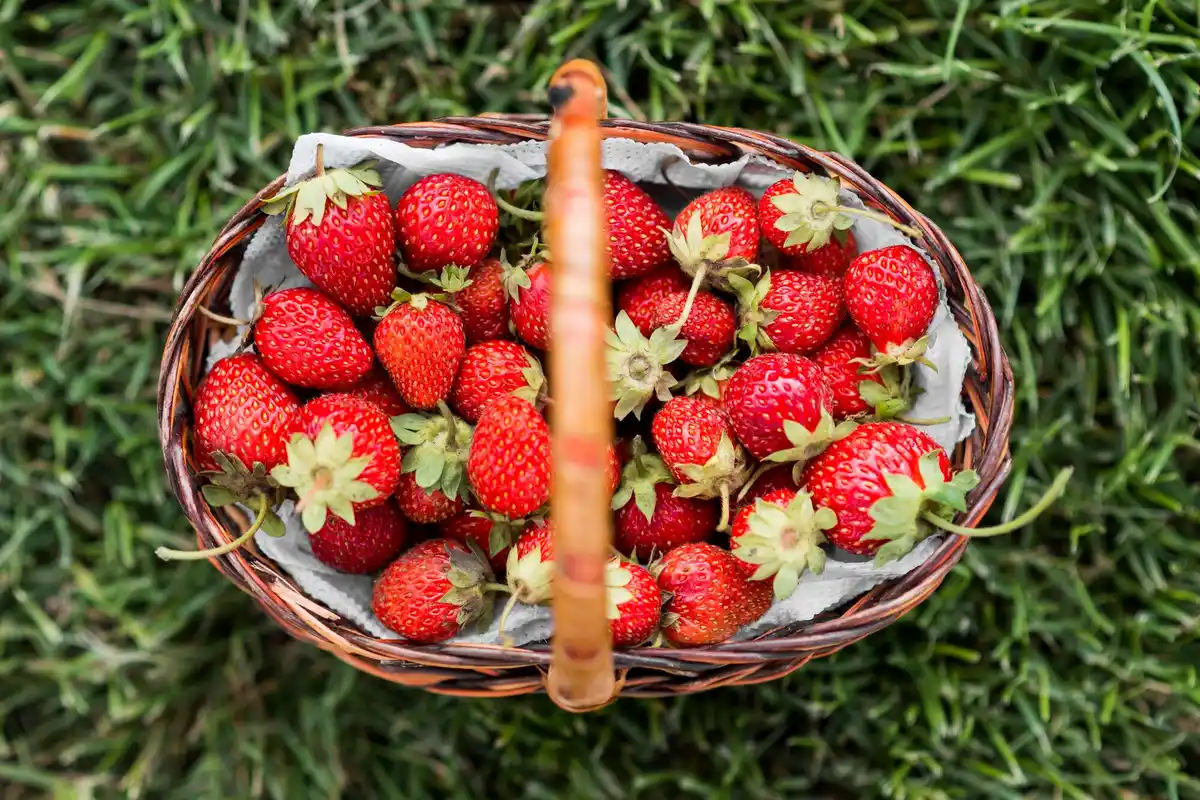 Dutch strawberry farm ripe berries fresh harvest sunny garden