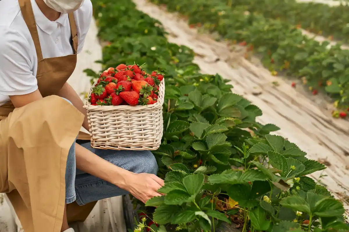 Dutch strawberry farm fresh ripe strawberries