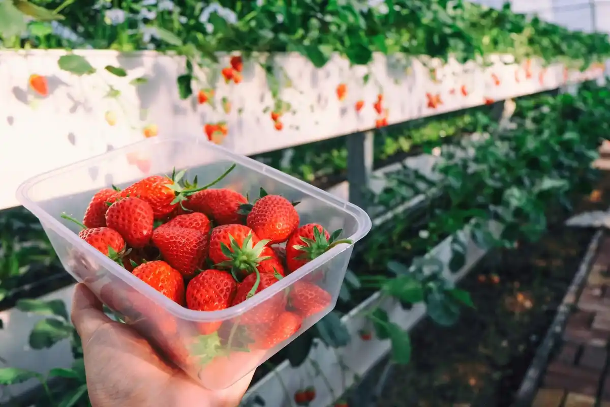 Raised garden beds with strawberry plants in the Netherlands