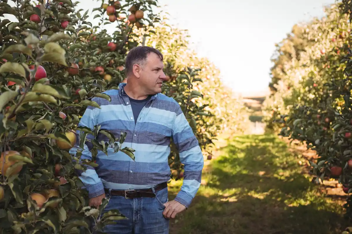 apple pear cherry trees in dutch garden