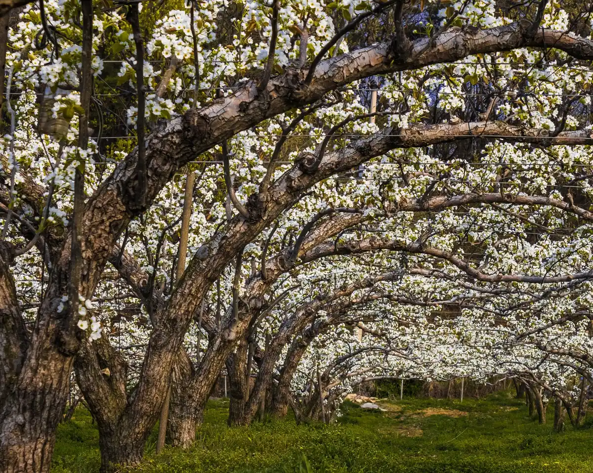 apple orchard netherlands