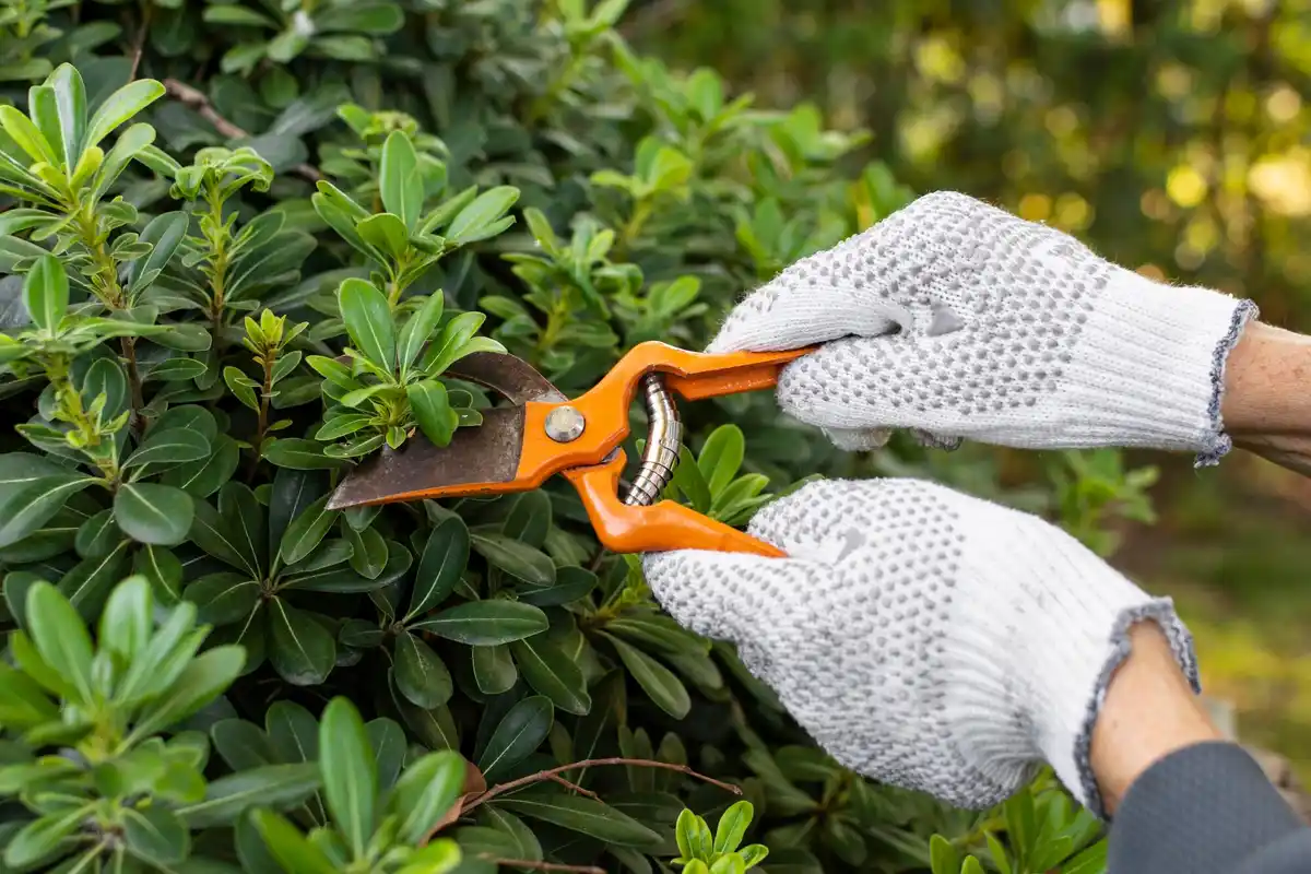 gardening mulch technique Netherlands backyard