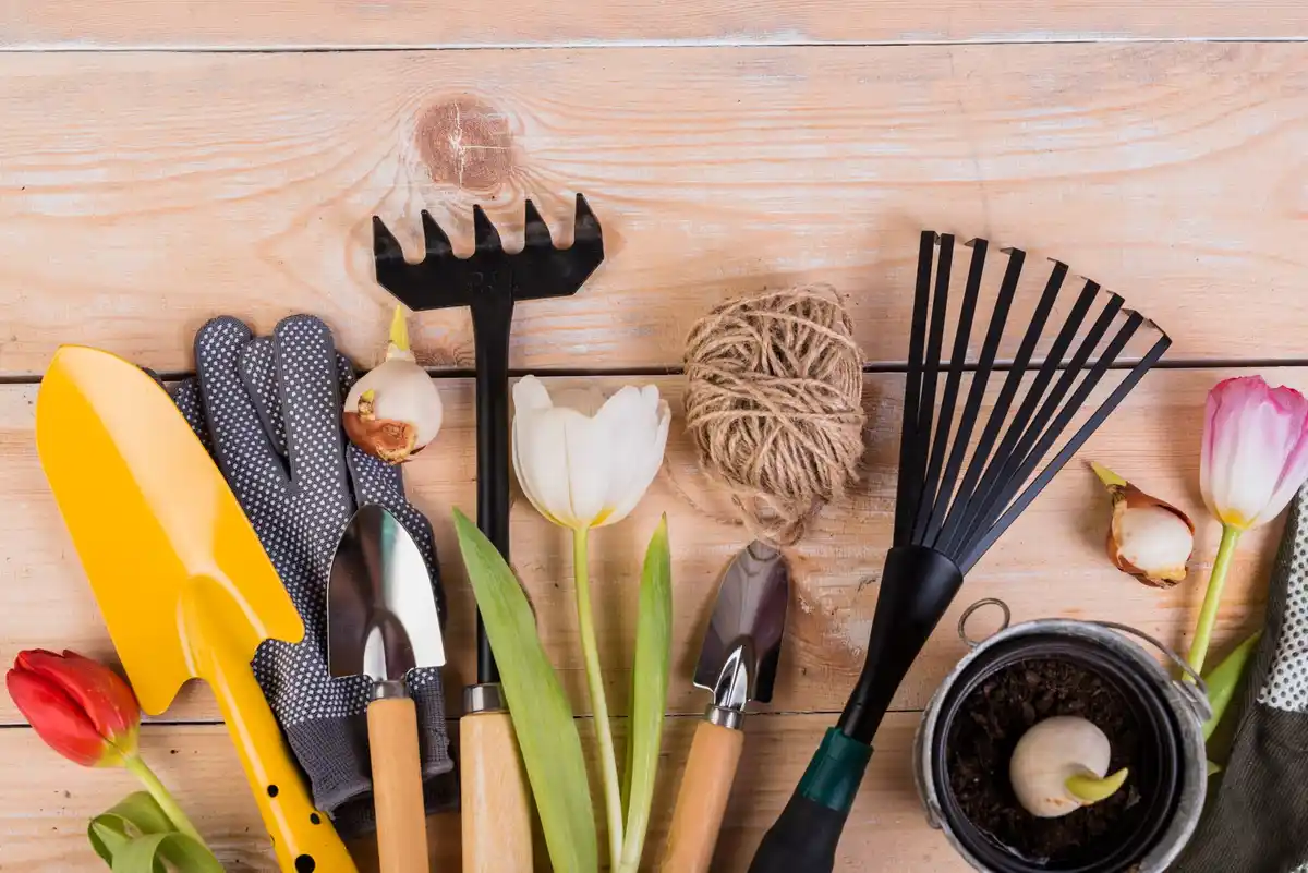 garden tools selection in backyard