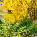 organic sustainable dutch garden with bees and flowers