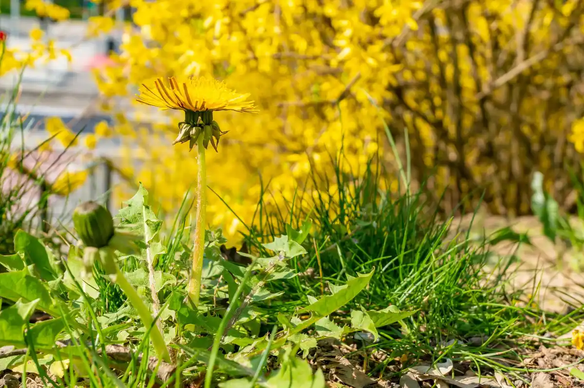organic sustainable dutch garden with bees and flowers