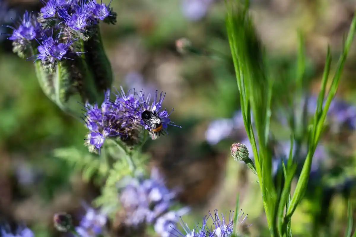 native dutch wildflowers garden bees