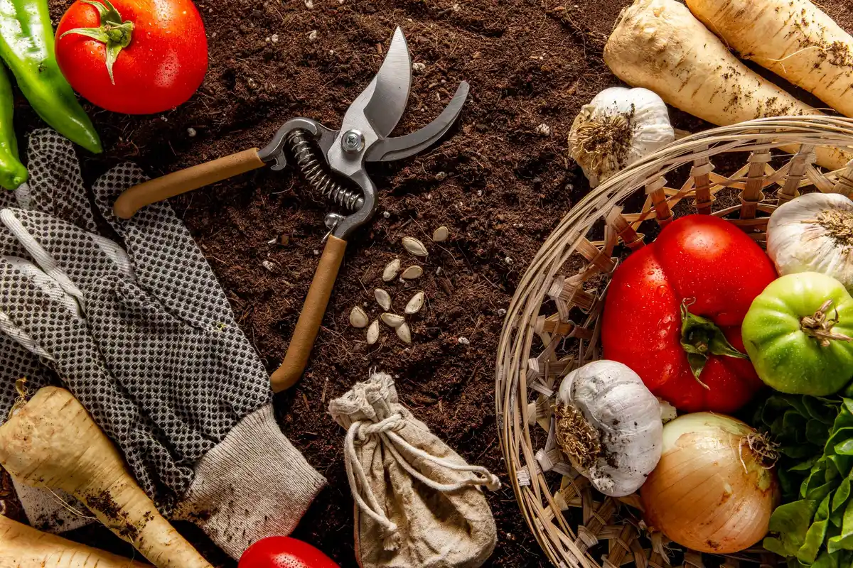 organic vegetable garden coffee grounds fertilizer