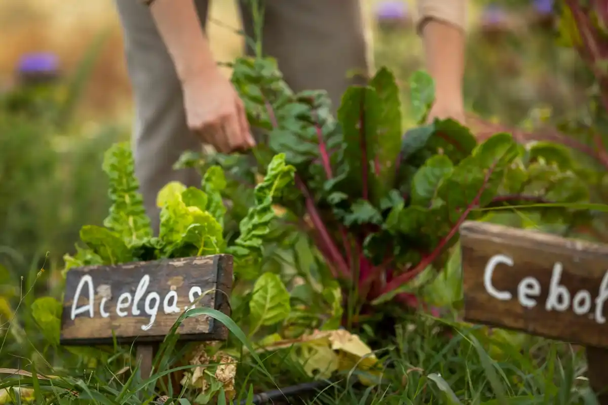 organic garden vegetables growing