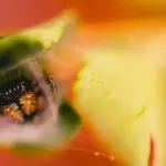 organic gardening natural pest control bees pollinators garden Netherlands