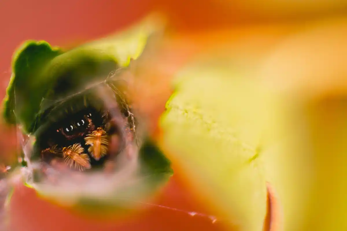 organic gardening natural pest control bees pollinators garden Netherlands