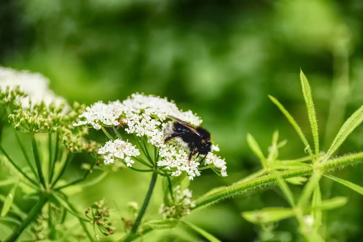 organic garden healthy plants pollinators bees