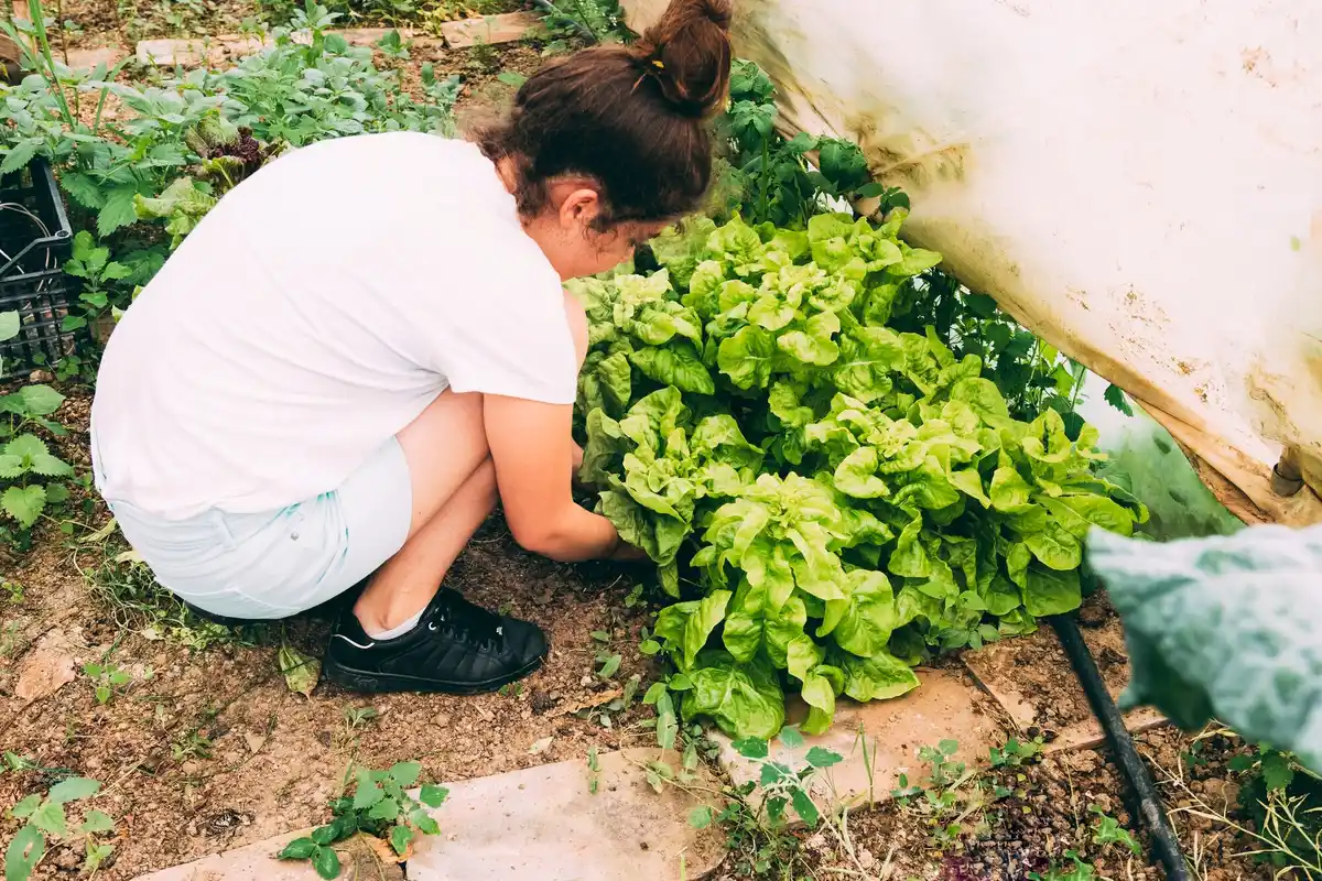 organic vegetable garden with natural pest control