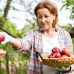 fruit garden netherlands apple tree harvesting