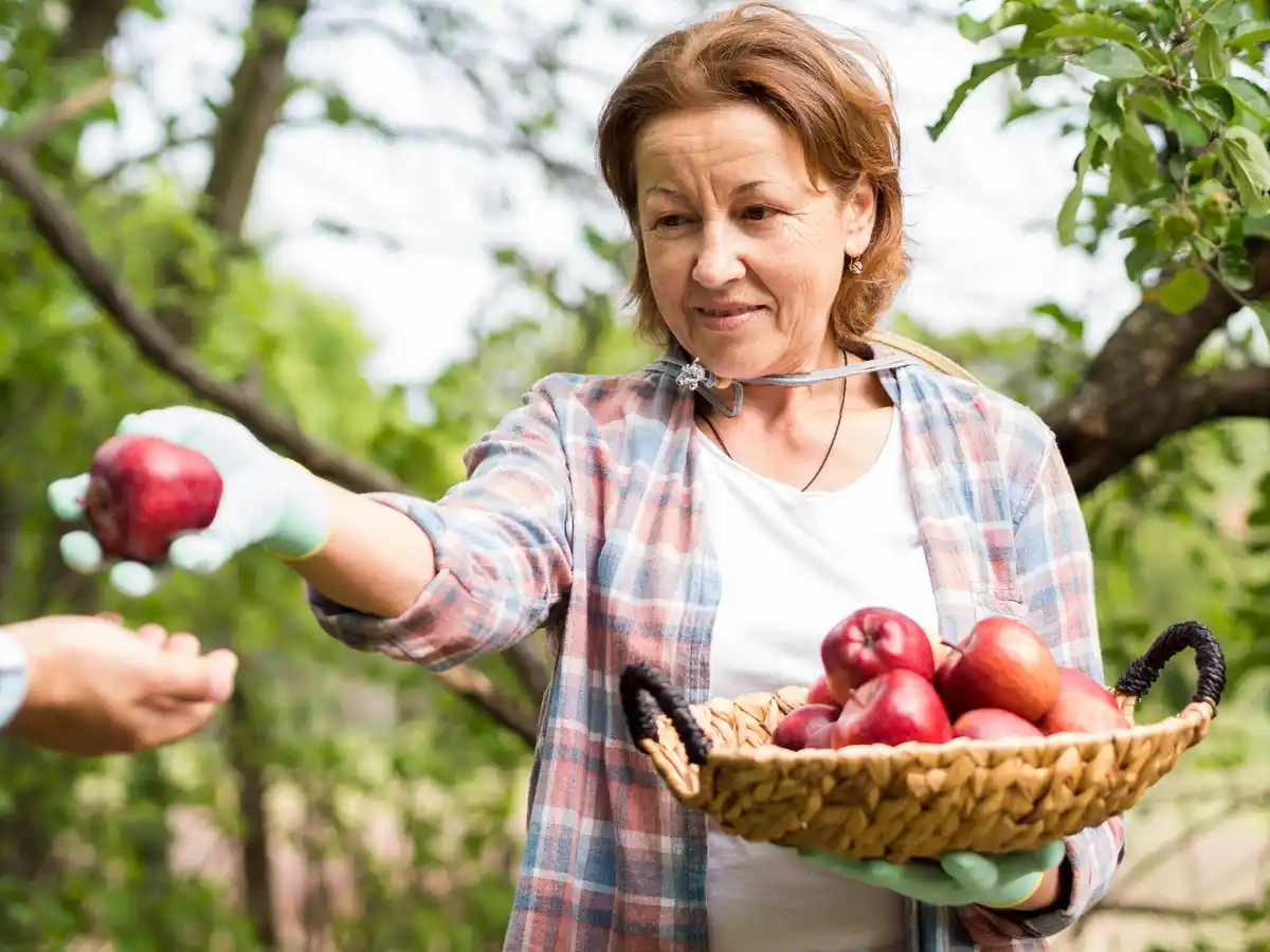 fruit garden netherlands apple tree harvesting