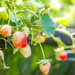 fresh strawberry plant garden sunny morning