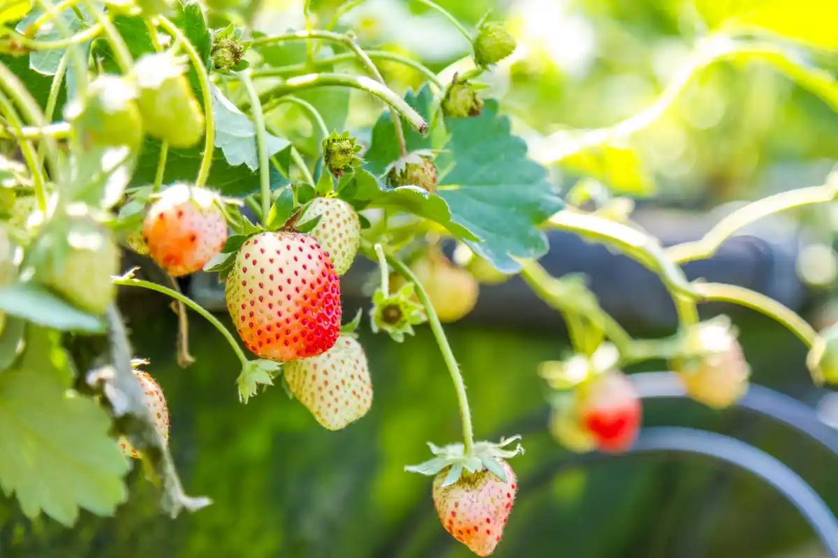 fresh strawberry plant garden sunny morning