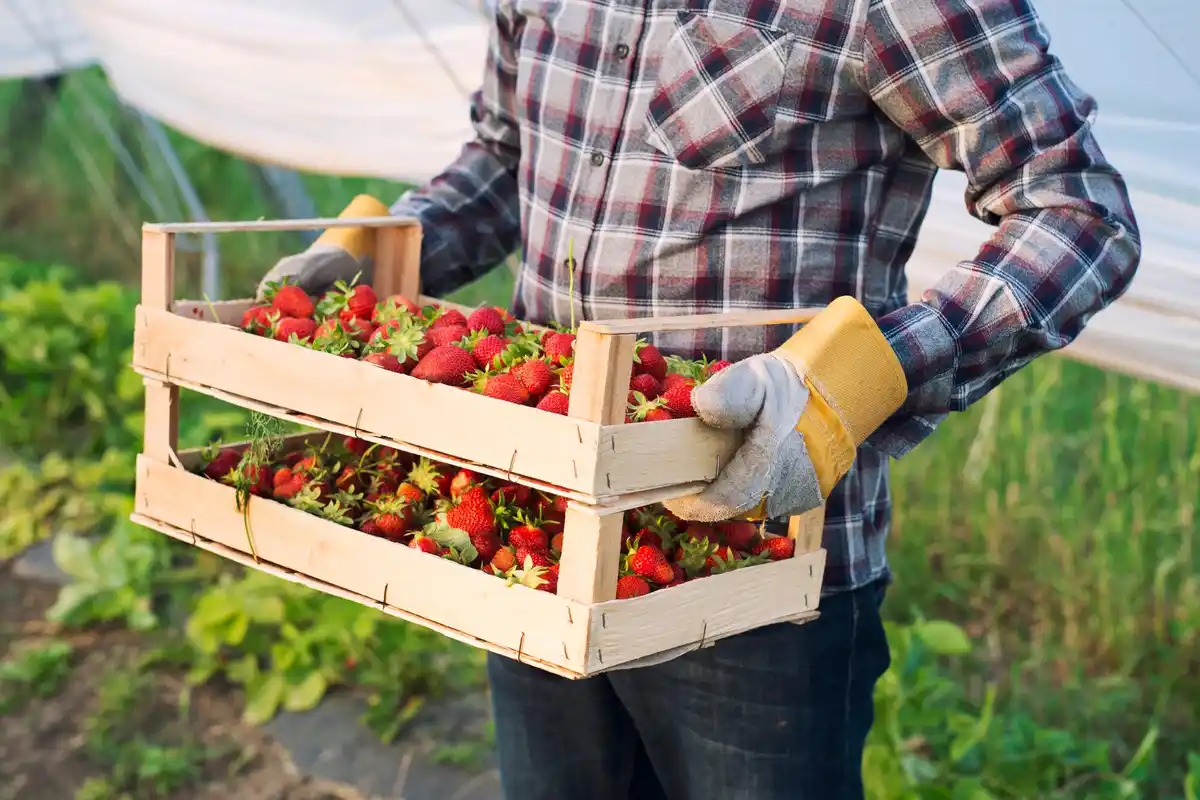 Watering strawberry plants garden morning sun