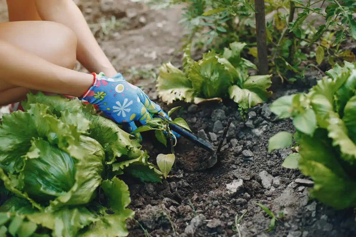 organic vegetable garden home backyard