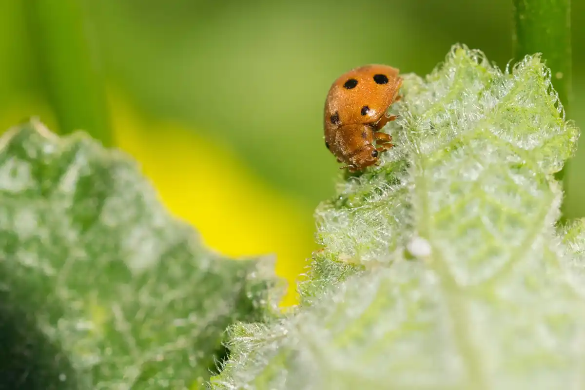 natural pest control ladybugs garden organic Netherlands