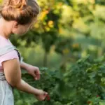 berry bushes garden common mistakes