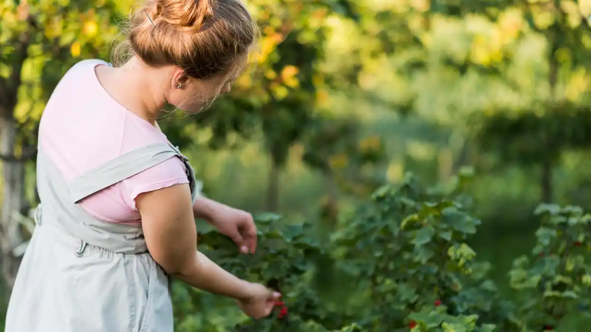 berry bushes garden common mistakes