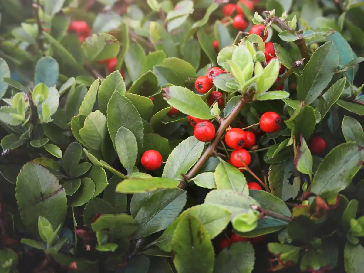 berry bush mistakes in home garden