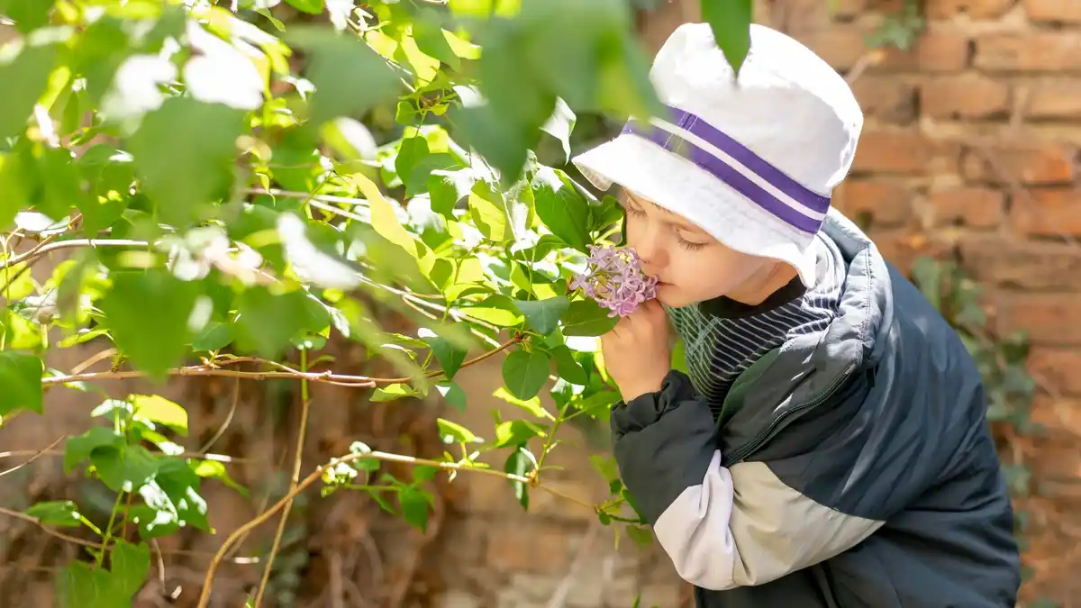 pruning berry bushes gardening tips