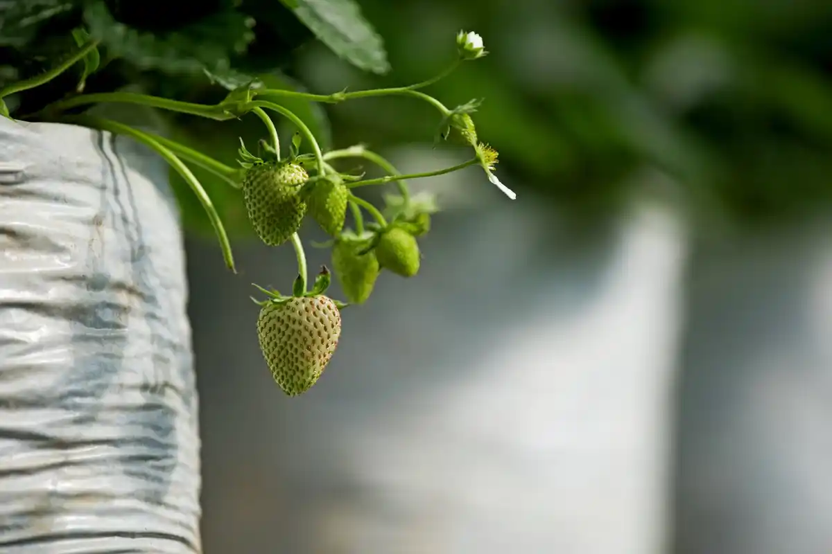 raspberry bush thriving in dutch garden