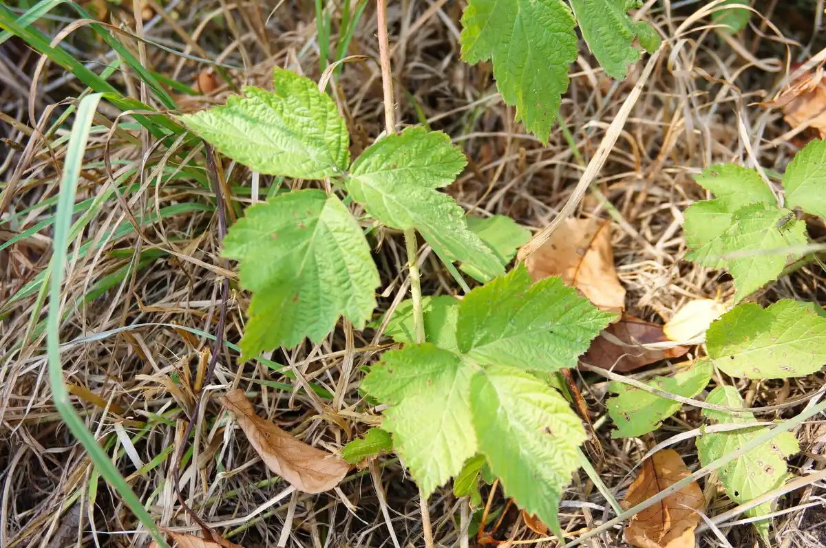 coffee grounds mulching raspberry plants in garden