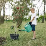 urban small apple tree garden care