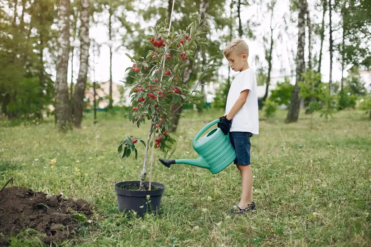 urban small apple tree garden care