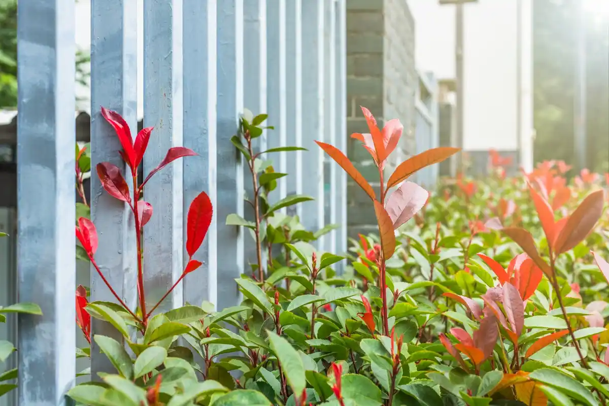small apple tree in urban garden