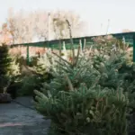 ecological backyard garden with native plants and wildlife