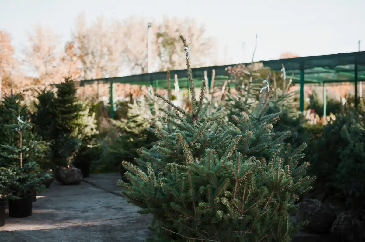 ecological backyard garden with native plants and wildlife