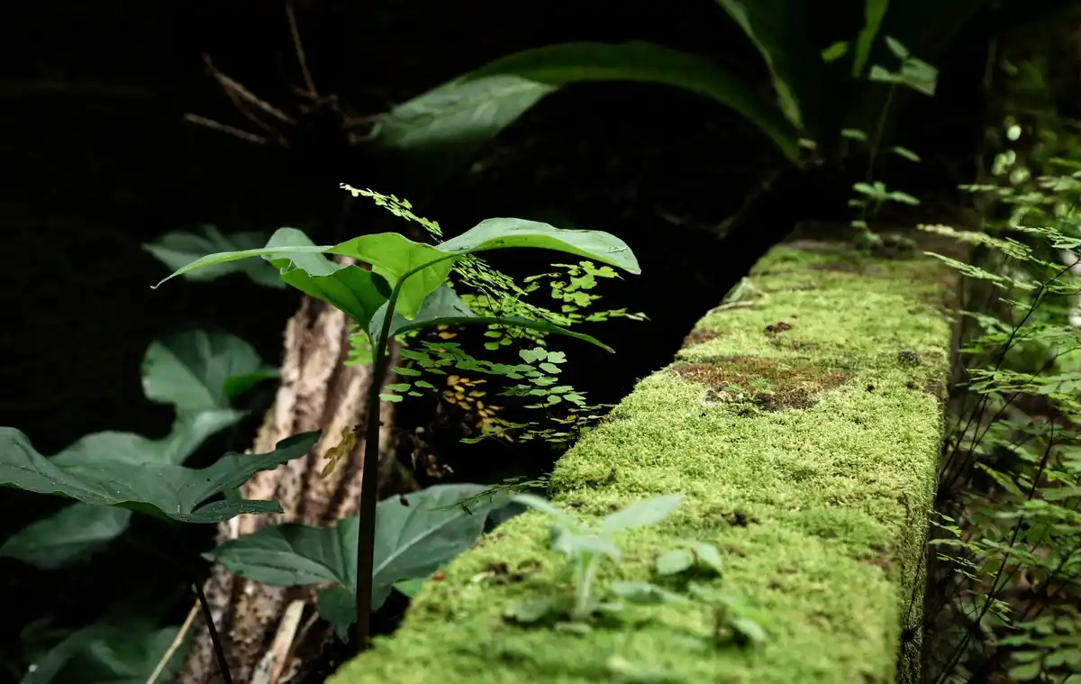 ecological garden with native plants and wildlife