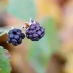 fast growing blueberry bushes garden
