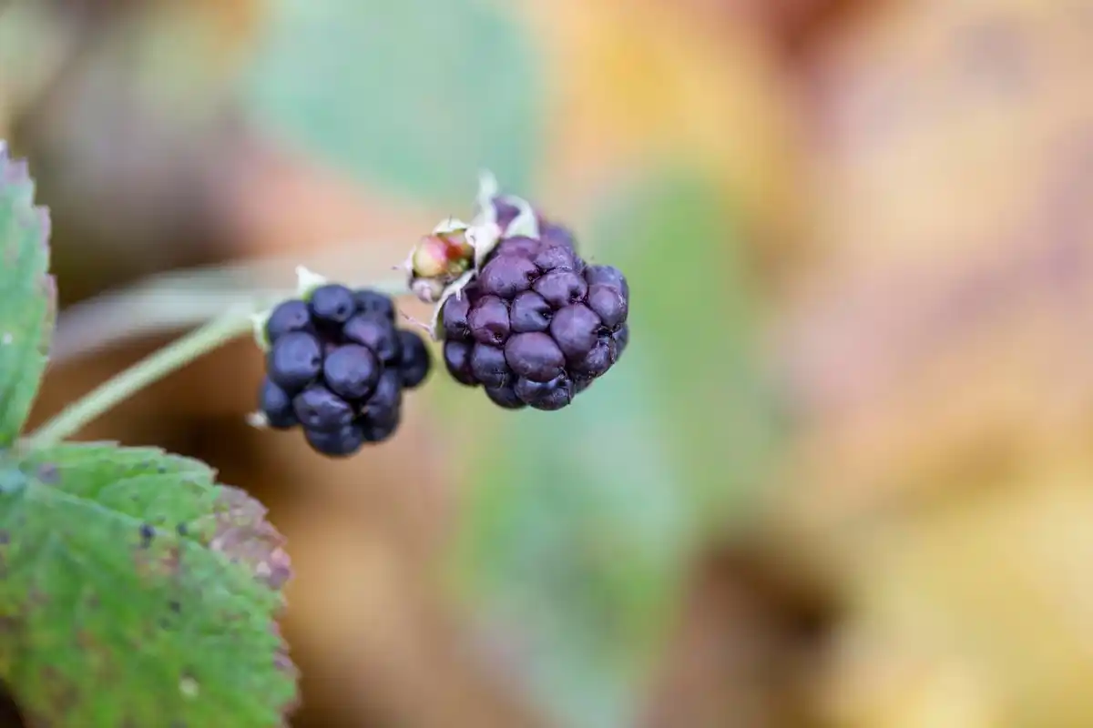 fast growing blueberry bushes garden