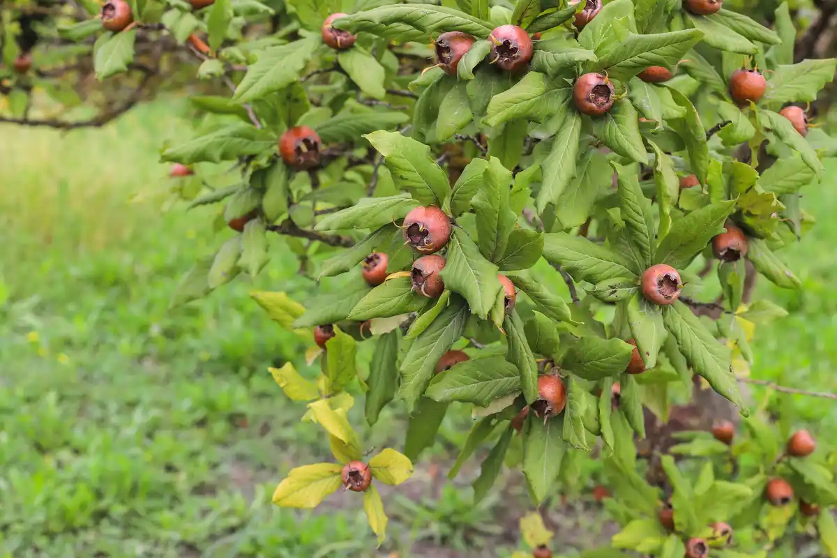 blueberry bush garden backyard
