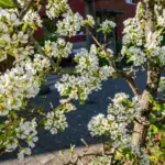 Dutch home garden with fruit trees and berries summer