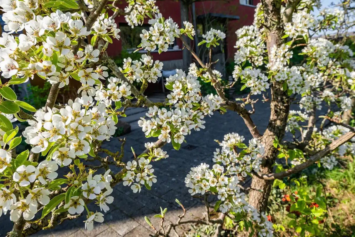 Dutch home garden with fruit trees and berries summer