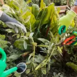 natural garden pest control organic vegetables