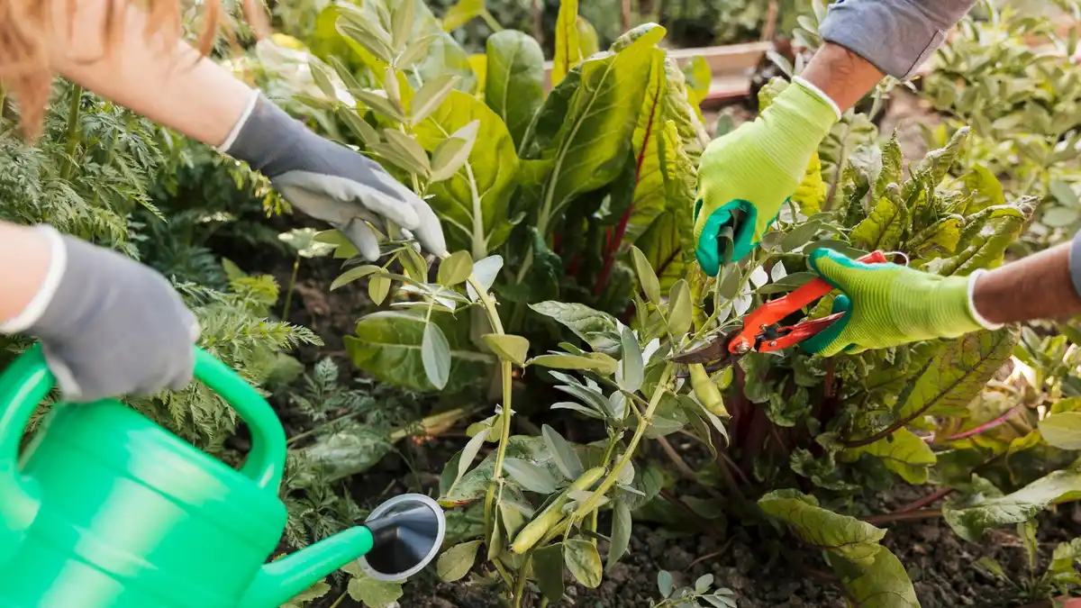 natural garden pest control organic vegetables