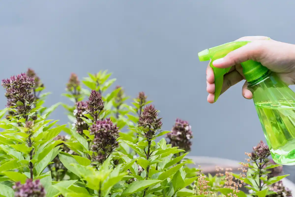 natural garden pest control organic