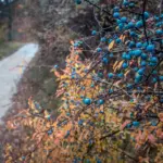 Dutch cherry tree with yellow leaves in garden